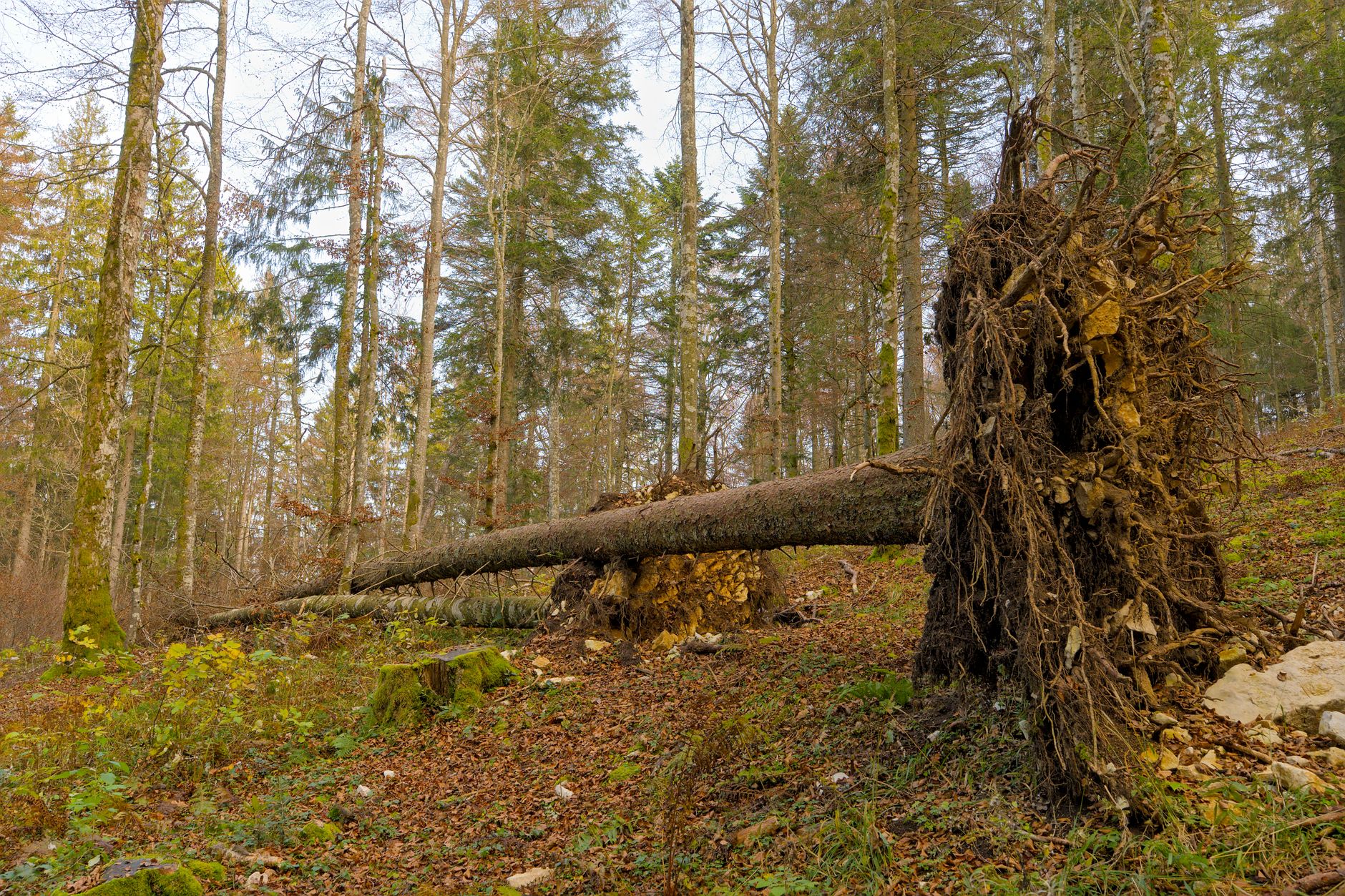Enlèvement arbre urgence équipe à Le Robert